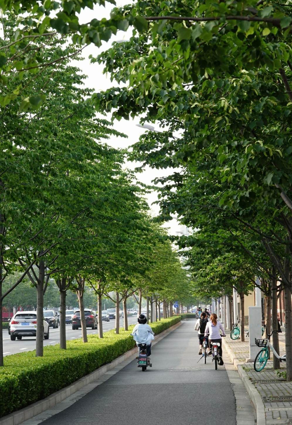 露薇花浇水的正确方法 紫露兰植物怎样浇水