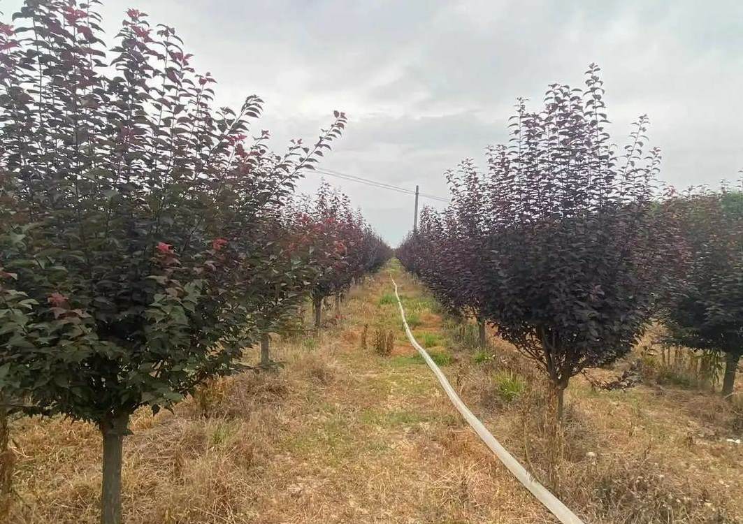 睡莲花语的传说 睡莲开花到几月份