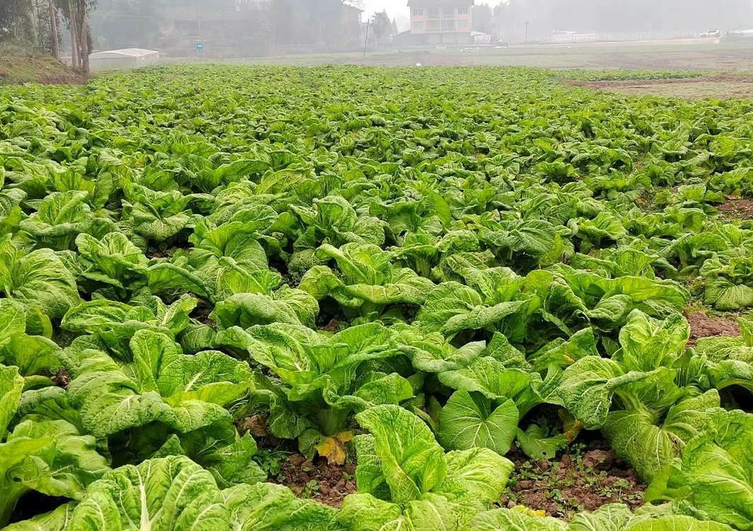 多肉植物怎么养长得快 多肉怎么养肥不徒长