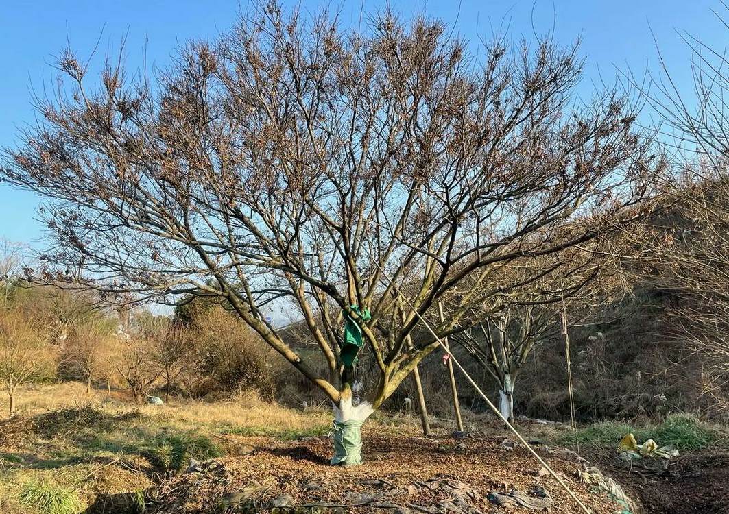 牡丹花怎么养护和施肥 芹叶牡丹休眠后什么时候浇水