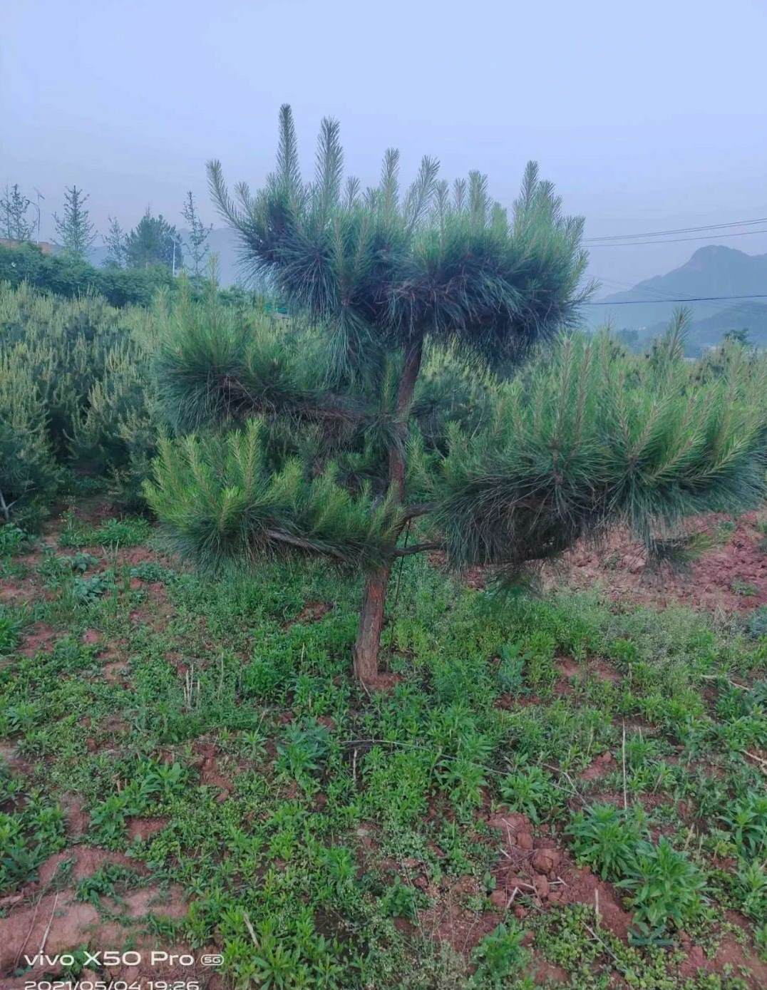 靖江祖师香沙芋种植合作社地址 香橼主要产地是哪里