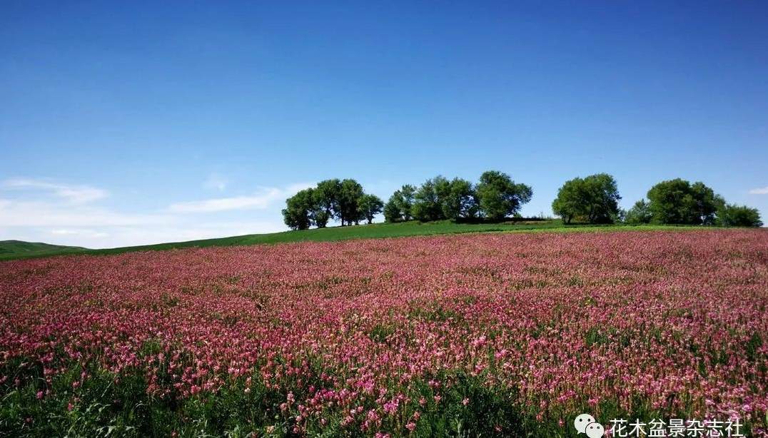 什么植物的汁是红色的 什么水果汁水是红色的