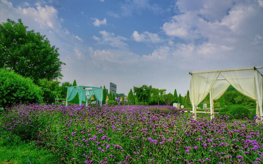 有一种树开的白色的花是什么树 樱花树夏天的样子图片