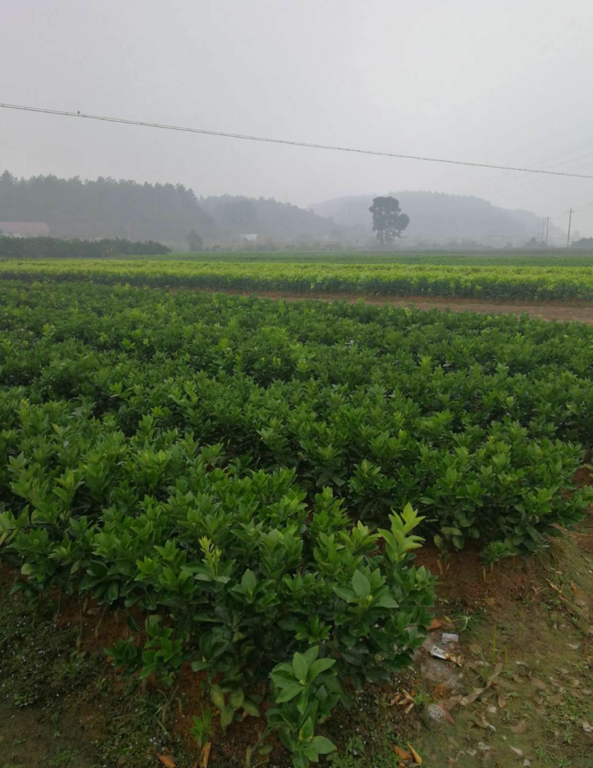 桂花树种植的最佳位置 桂花树有哪几种品种