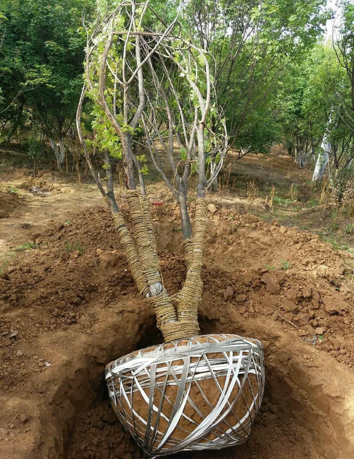 巴西地毯草 巴西幸运木的养殖方法