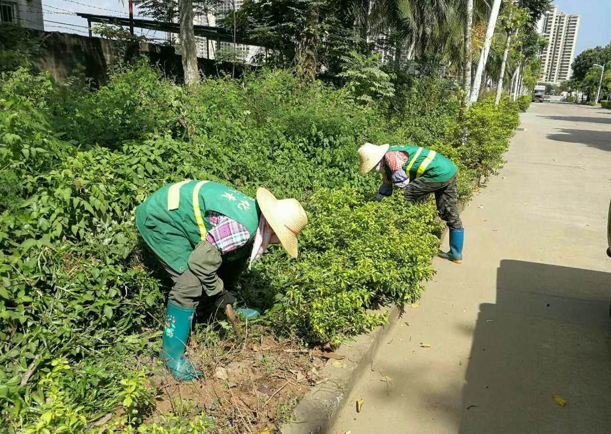 绿化苗木价格一览表 园林绿化苗木价格大全