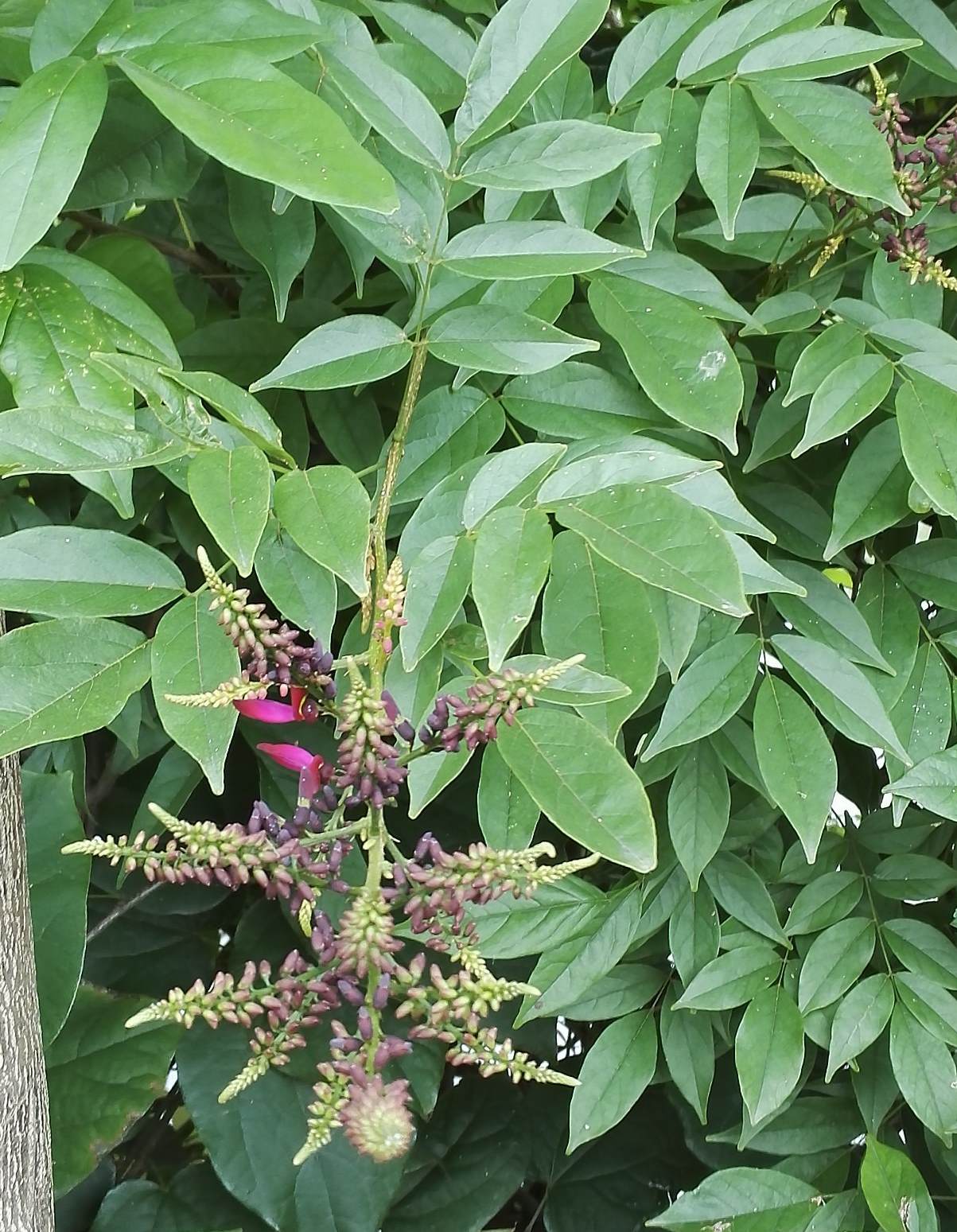 绿植品种及价格大全 十大高档花卉排名