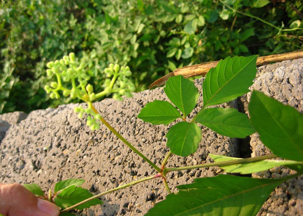 蓝色三角梅图片 三角梅有几种颜色的花图片