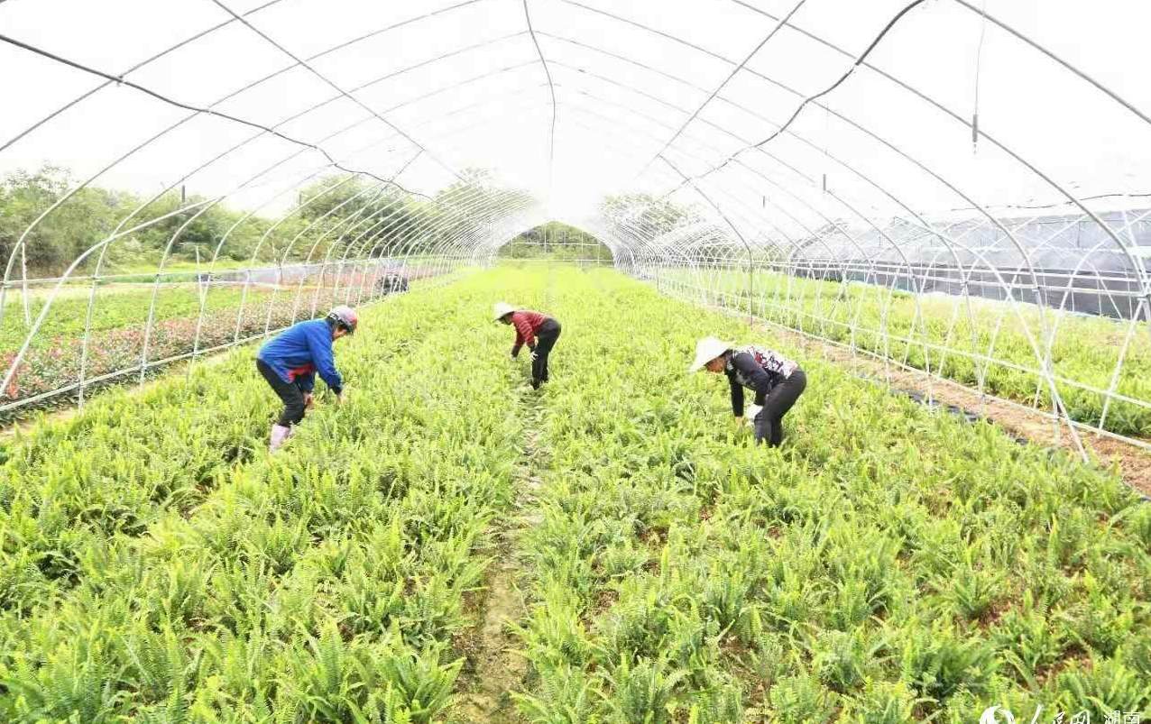 山东最大的黑松基地 雪松种植最佳时间