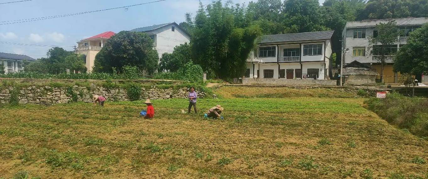 造型金叶榆价格 榆树盆景造型