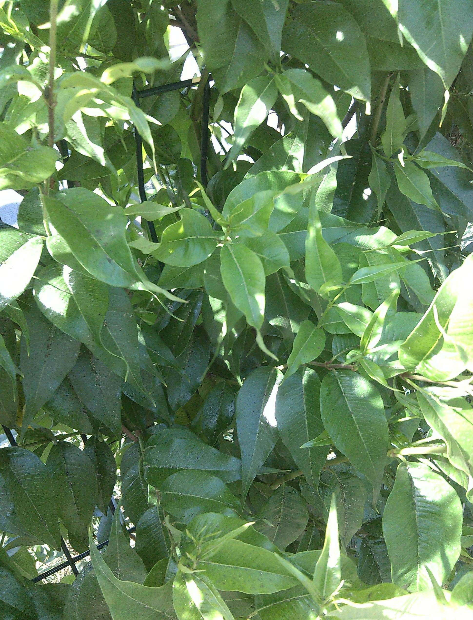 多肉植物叶片萎缩 多肉植物叶片能喷水吗