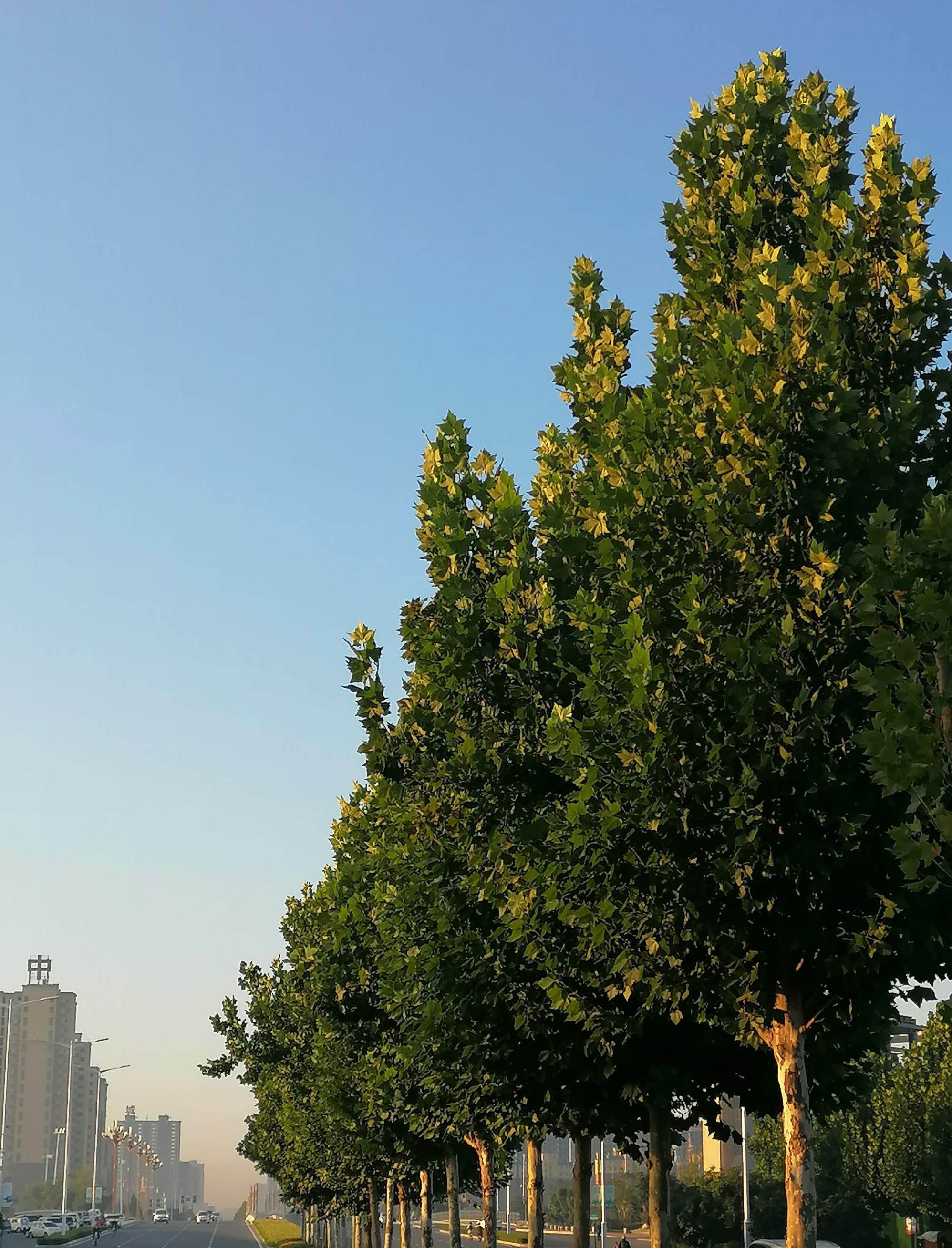 植物花卉养殖培训 想学种植花卉去哪学