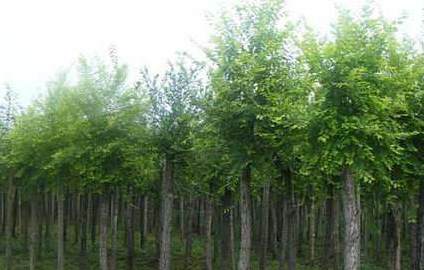 花箱种什么花好看又实用 大棚基本农田可以用花盆种花吗