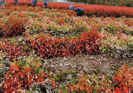 种什么水果经济价值高 越养越升值的6种花