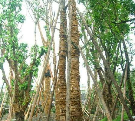 陆生植物中属于阴性湿生植物的是 湿生植物根系