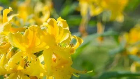 广州买花卉植物去哪里好 芳村岭南花卉市场