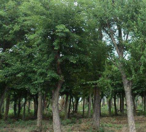 园艺植物主要施肥时期 冬小麦追肥时间