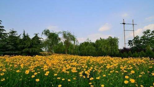 苹果叶子是什么形状 家里养的绿植叶子发黄怎么办