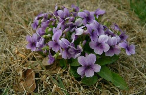 芙蓉花有什么作用与功效 什么是芙蓉花