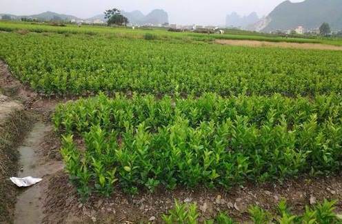 多肉植物口红越养越瘦 口红多肉怎样养到爆头