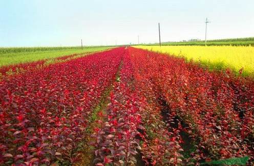 食虫花怎么养活 蝴蝶兰怎样种植