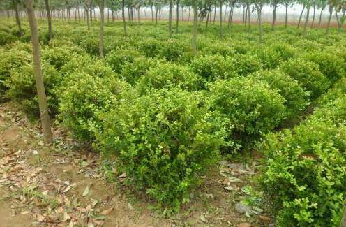 颠茄长什么样,图片 癫茄子草药图片