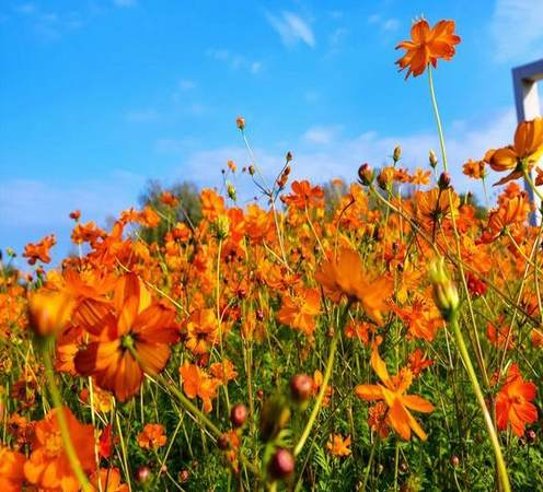 绿萝是什么类型的植物 结香花和绿萝花怎么分别