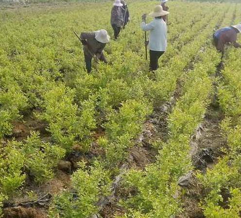 花草冬天可以换盆吗 给花草换盆什么时间好