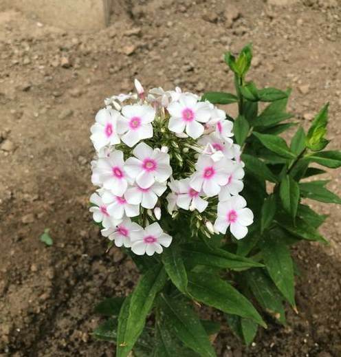 花盆有孔和无孔的区别是什么 花盆底部没有孔可以吗