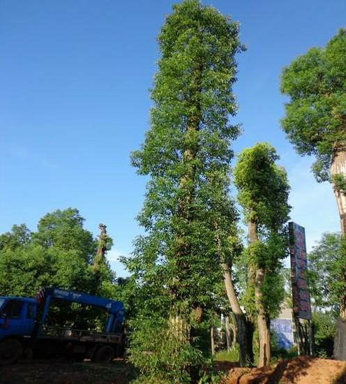 花艺宣传文案 种花草的宣传语