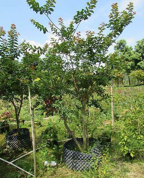 茉莉不开花光长叶子是什么原因 茉莉花茶里面有蜗牛赔偿