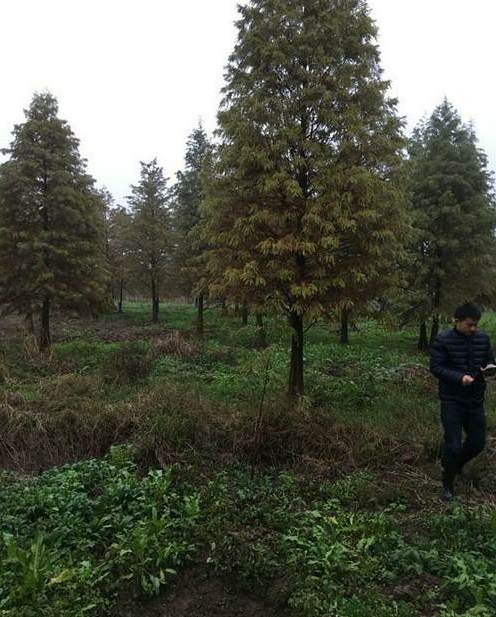 平面设计会园林设计吗 园林植物造景平面图