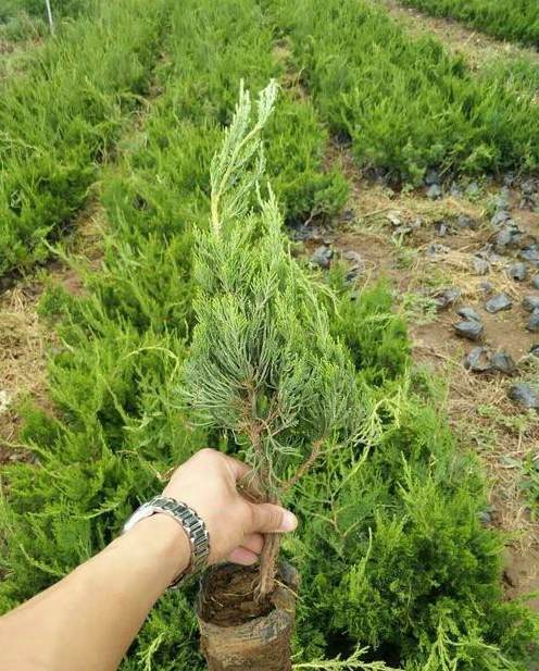 荷花的特点是什么简写 荷花是什么样子的?有什么特点?