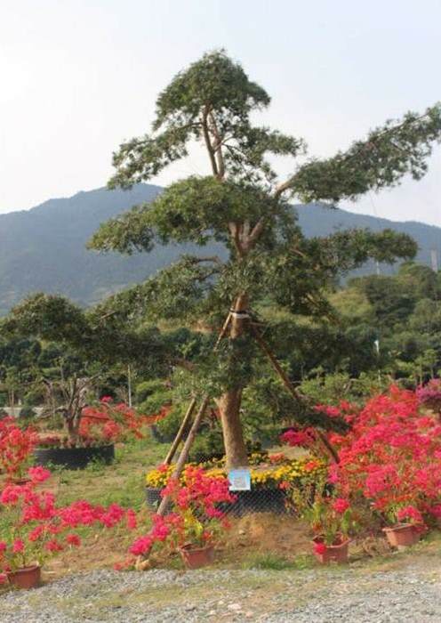 冬天怎么给植物保暖防寒 二楼大露台种什么植物好