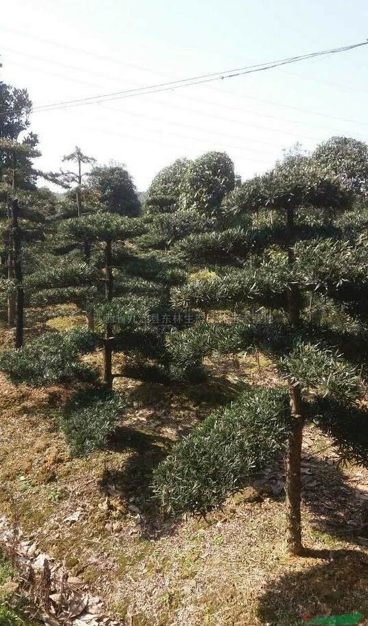 樱桃树栽在庭院的什么地方最好 樱桃树适宜种植地区