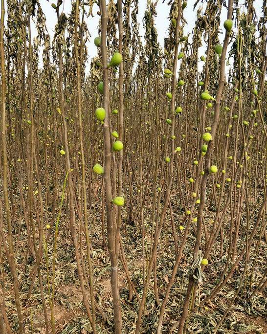 金桂怎么养才能开花 桂花浇茶叶水好吗