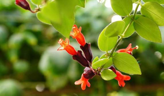 彼岸花怎样种植才开花 彼岸花能治什么病