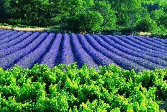 预报气象的植物有哪些 天气预报是如何预测的