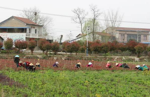 适合西北地区种植的花卉 无锡园林卡可以去哪些地方