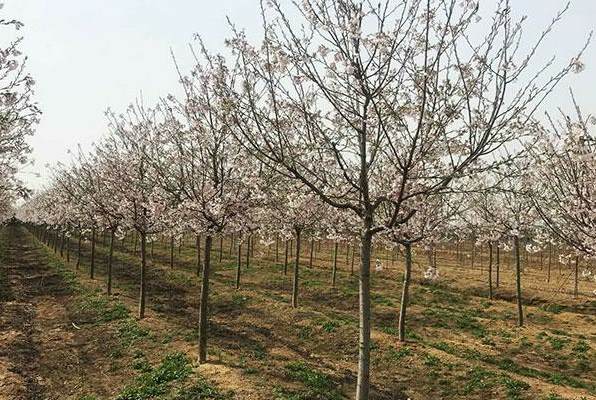 我的球兰为什么不开花 球兰只长叶子不开花是什么原因