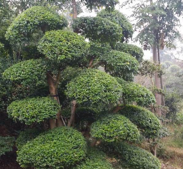 花卉租赁属于什么行业 花卉行业