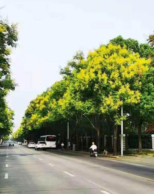 玫瑰种子什么时候播种 花卉种子播种步骤