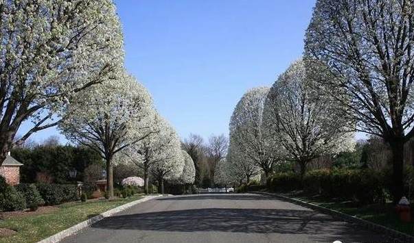 花卉博览会第十届会花是什么 世园花卉交易中心