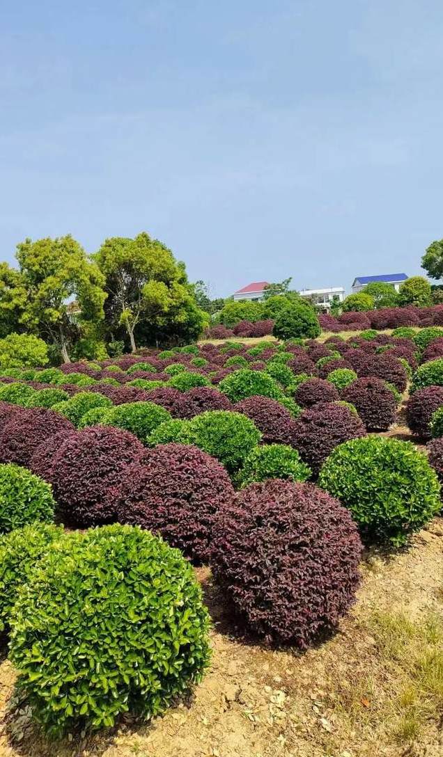 插花是不是要把叶子都剪了 花剪枝什么时候最适合