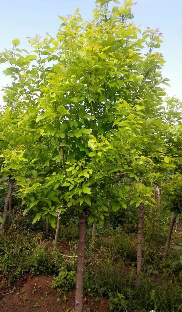 水老鳖营养价值高吗 水鳖多少钱一斤