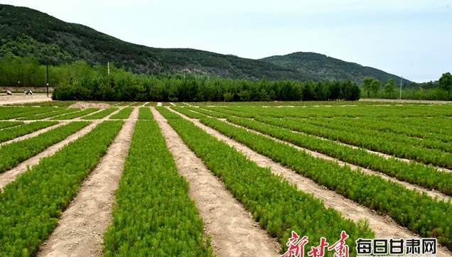 啥花好养活又对室内空气好 适合室内养的6种花