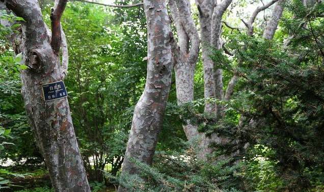 园林植物的类型有哪些 福建漳州适合种植什么果树