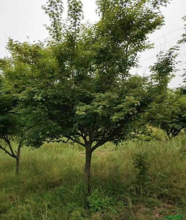 野生兰花草的养殖方法 兰花草药用价值与功效