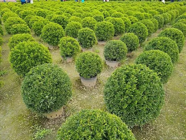 种植盆景需要办什么证 十大功劳盆景养殖方法