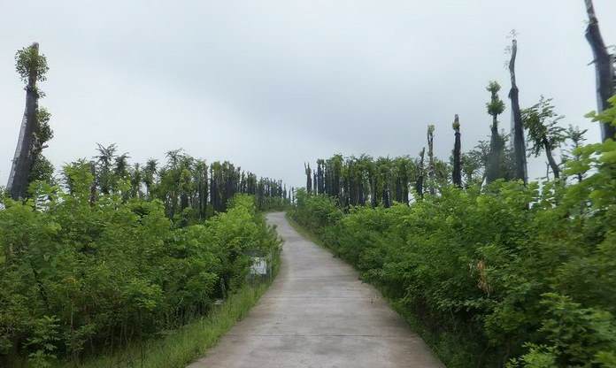 适合河北地区种植的经济作物 河北保定种植什么比较多